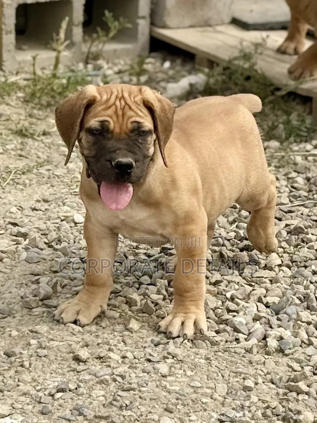 1-3 months Male Purebred Boerboel