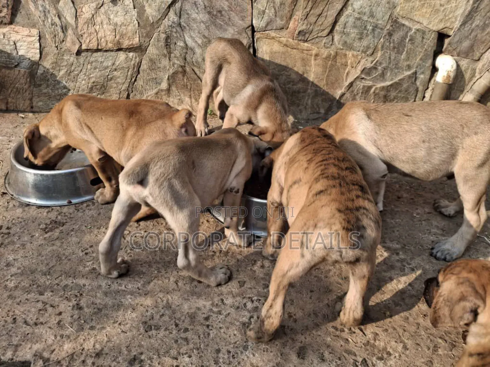 1+ year Male Purebred Boerboel