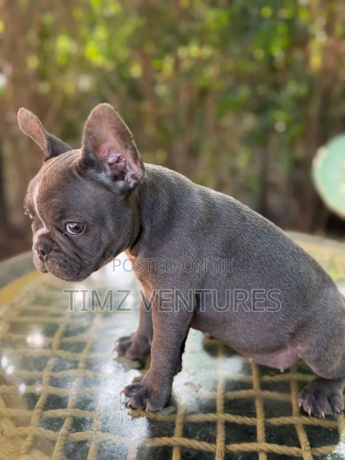 1-3 months Female Purebred French Bulldog