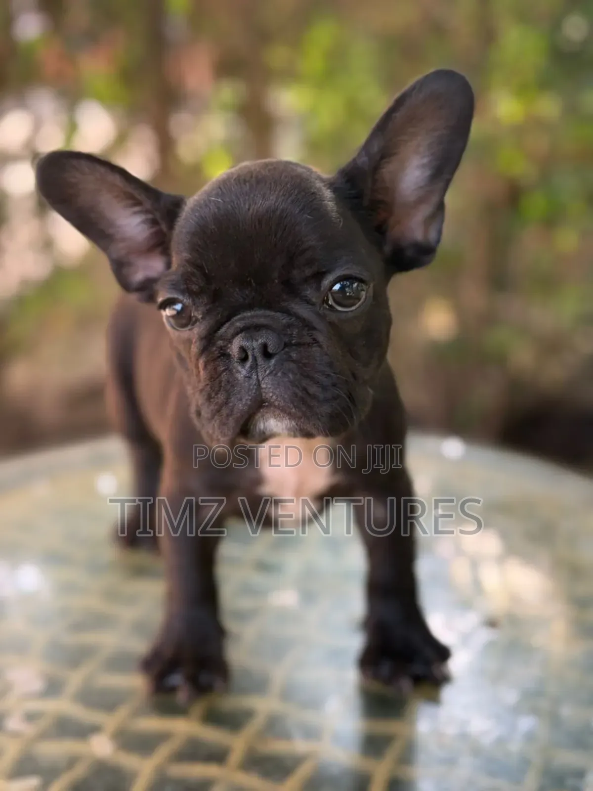 1-3 months Female Purebred French Bulldog