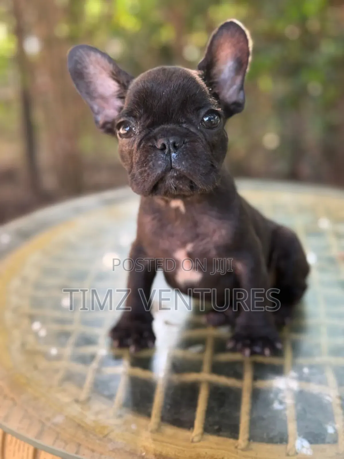 1-3 months Female Purebred French Bulldog