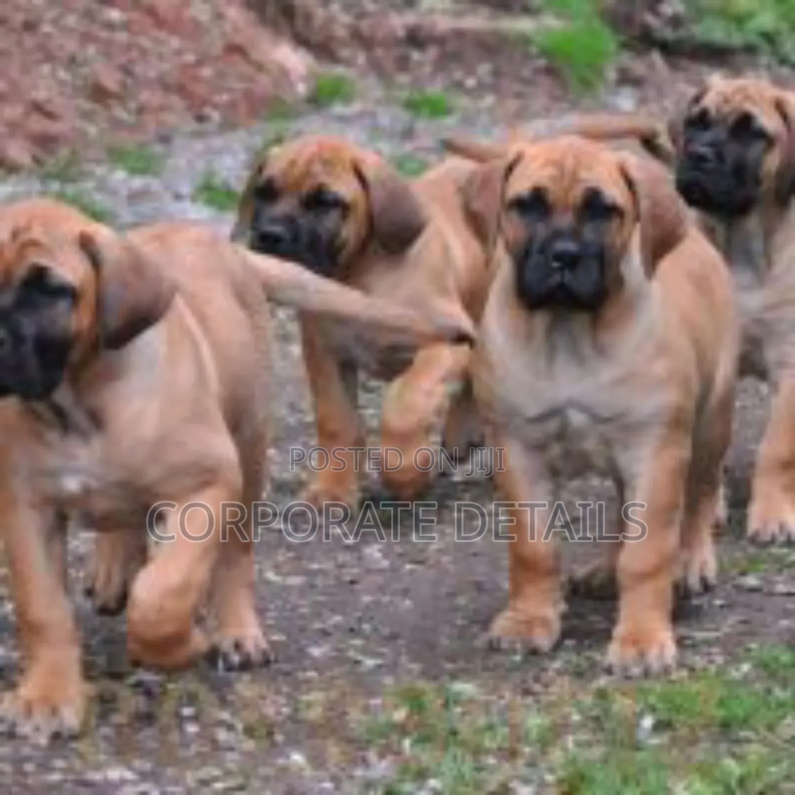 1-3 months Male Purebred Boerboel