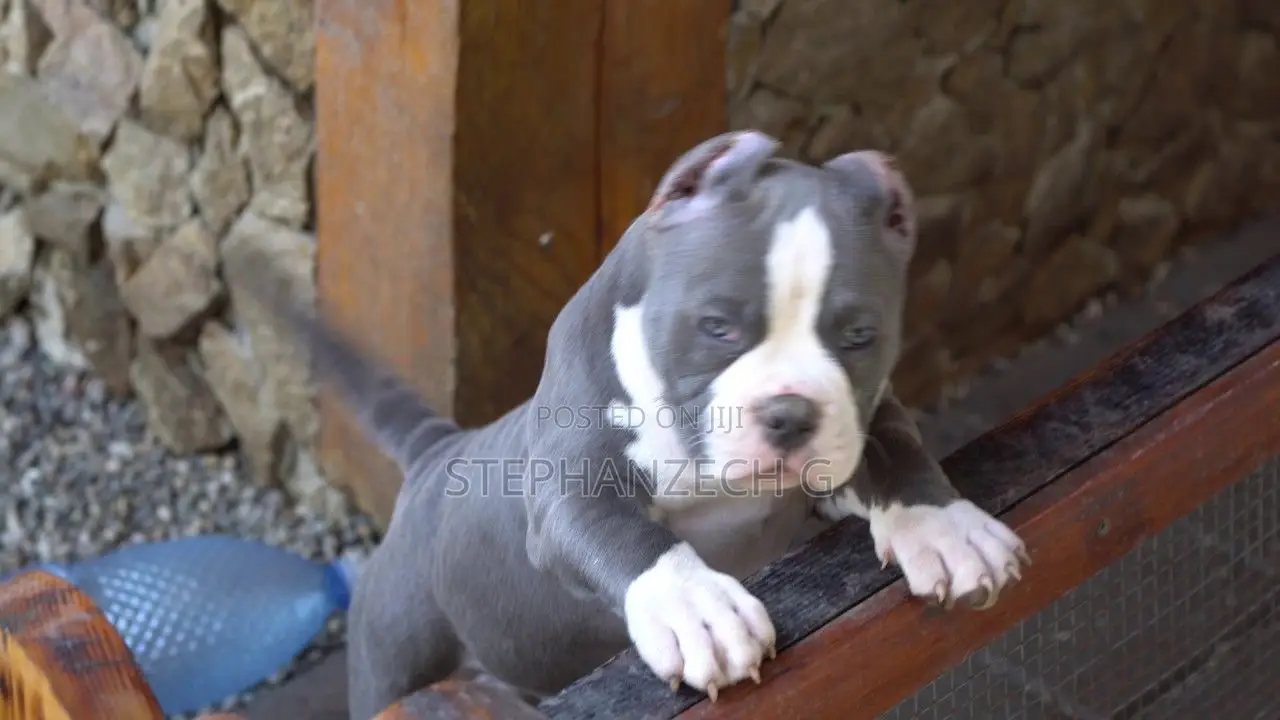1-3 months Male Purebred American Bully