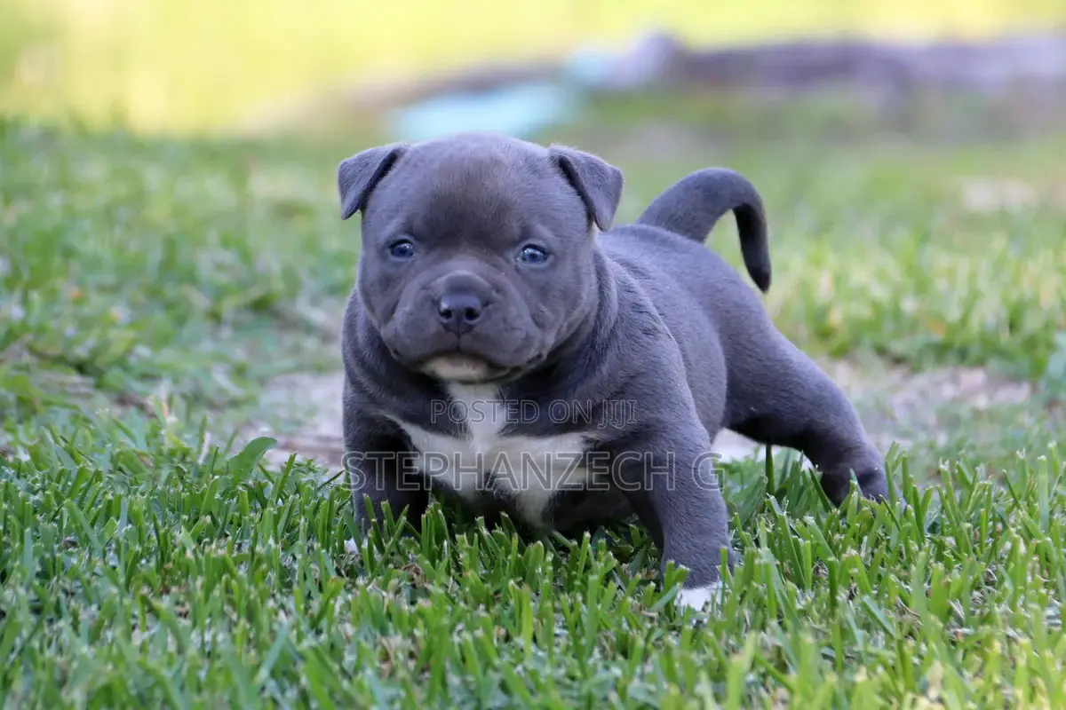 0-1 month Male Purebred American Bully
