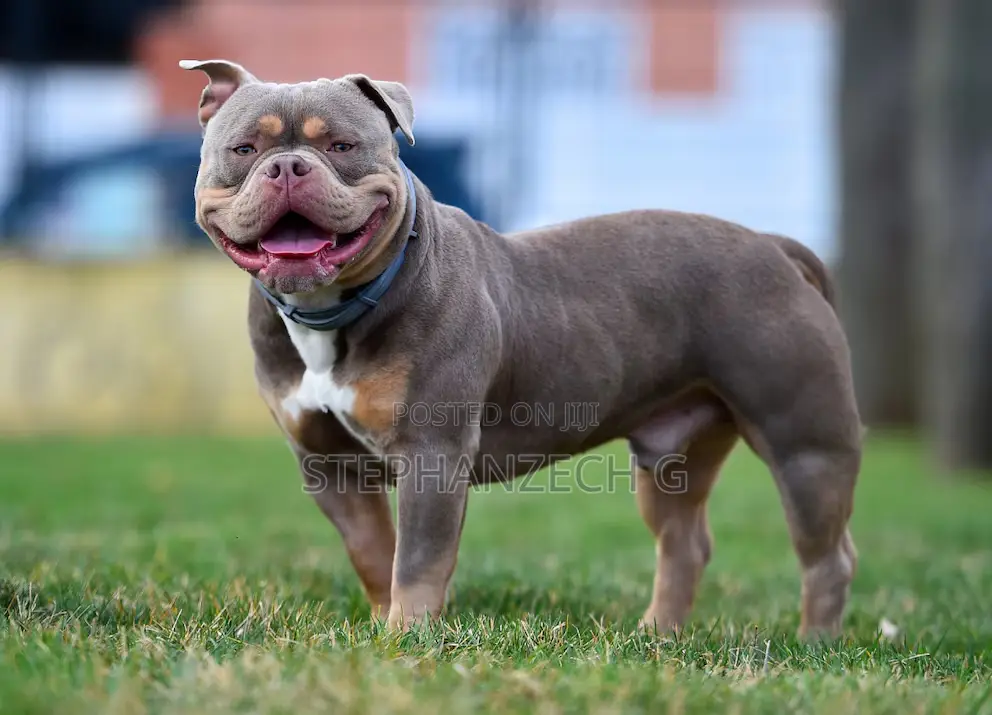 1-3 months Female Purebred American Bully