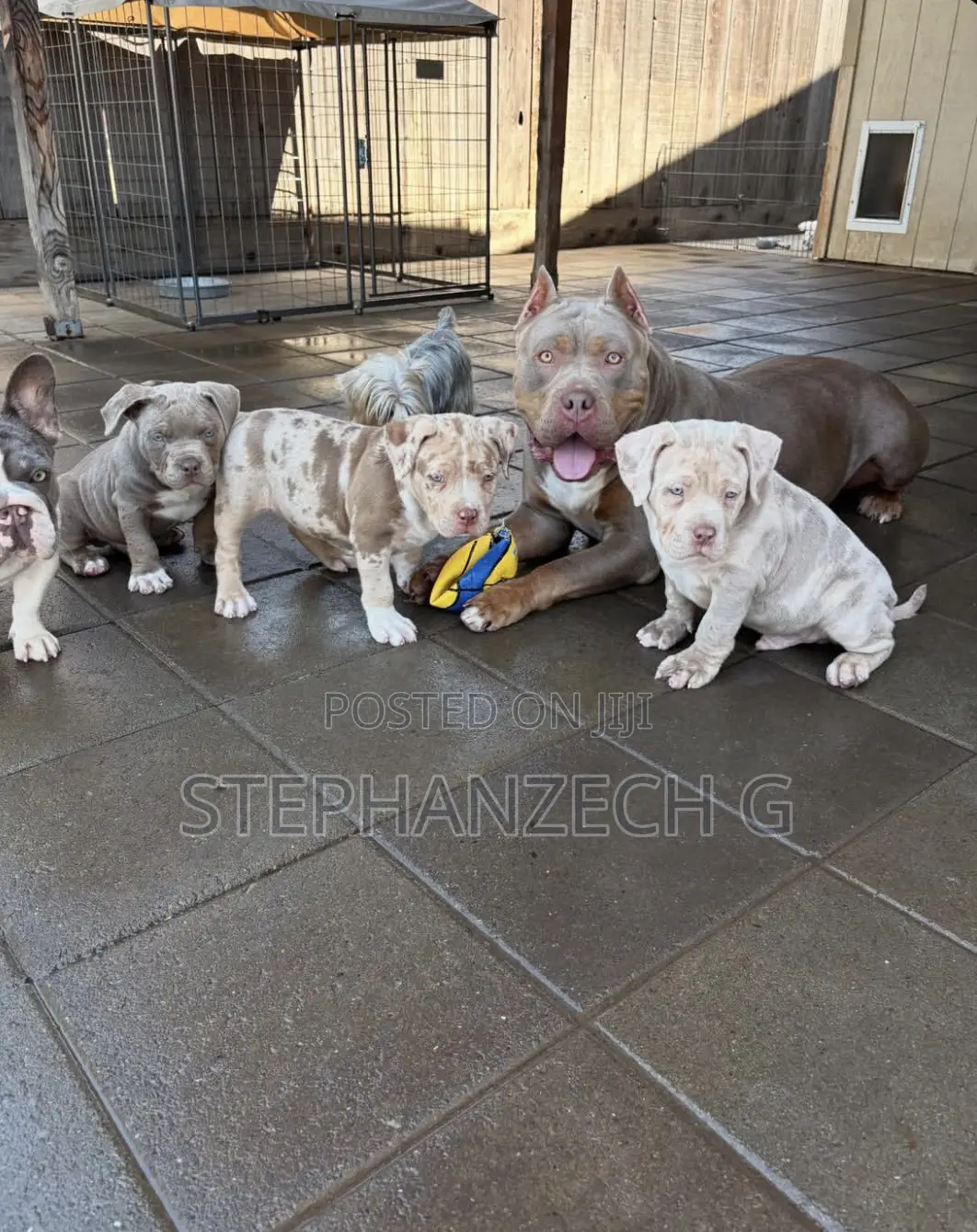 0-1 month Male Purebred American Bully