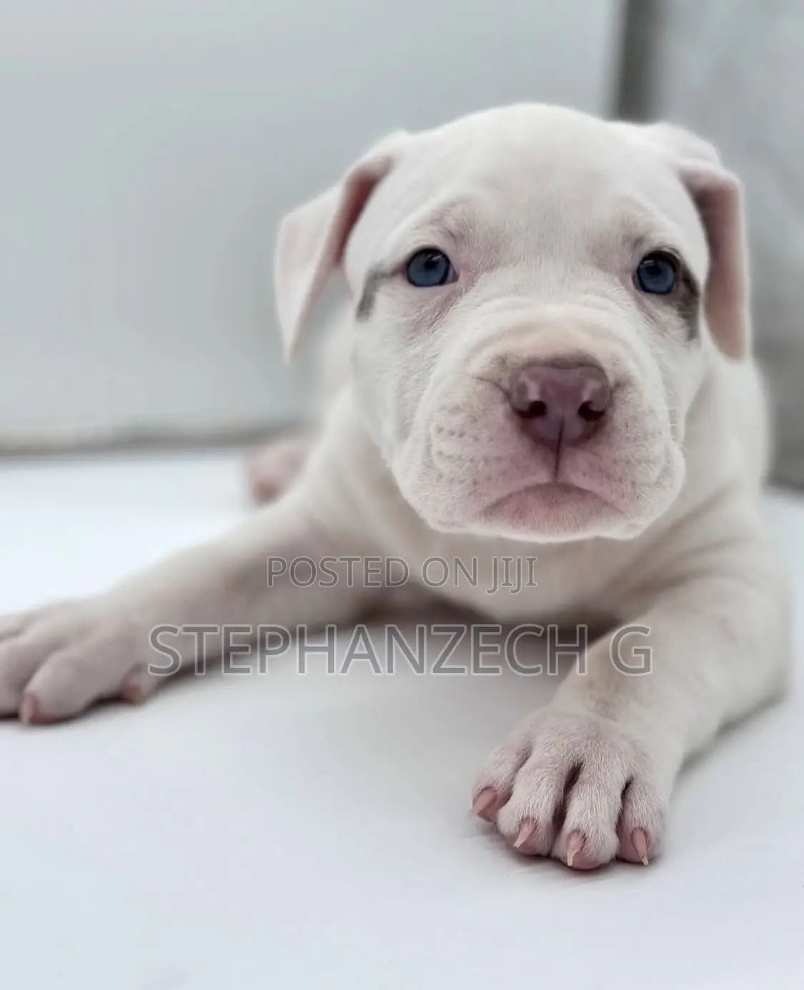 0-1 month Male Purebred American Bully