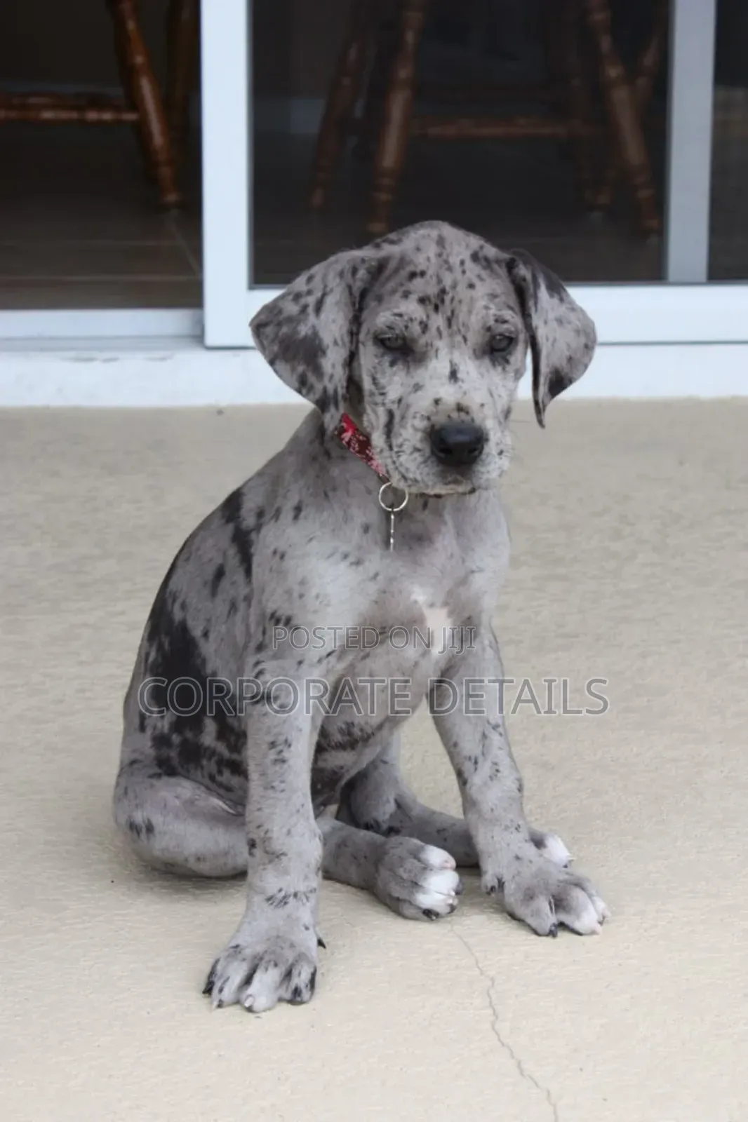 1-3 months Male Purebred Great Dane