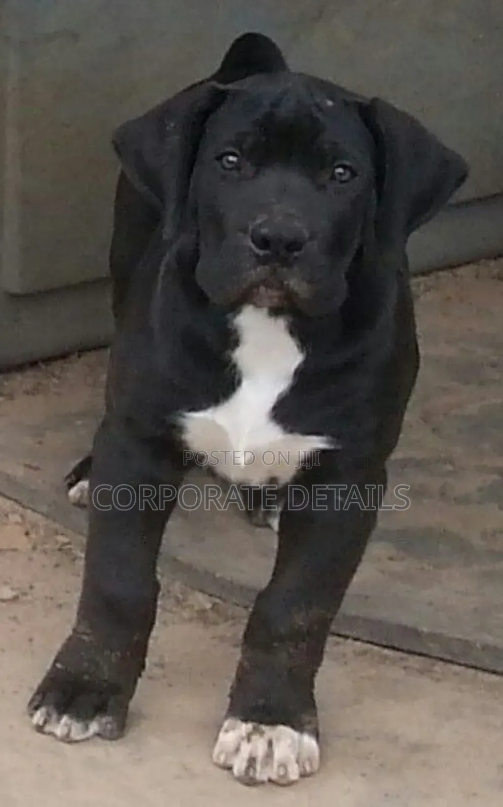 1-3 months Male Purebred Boerboel