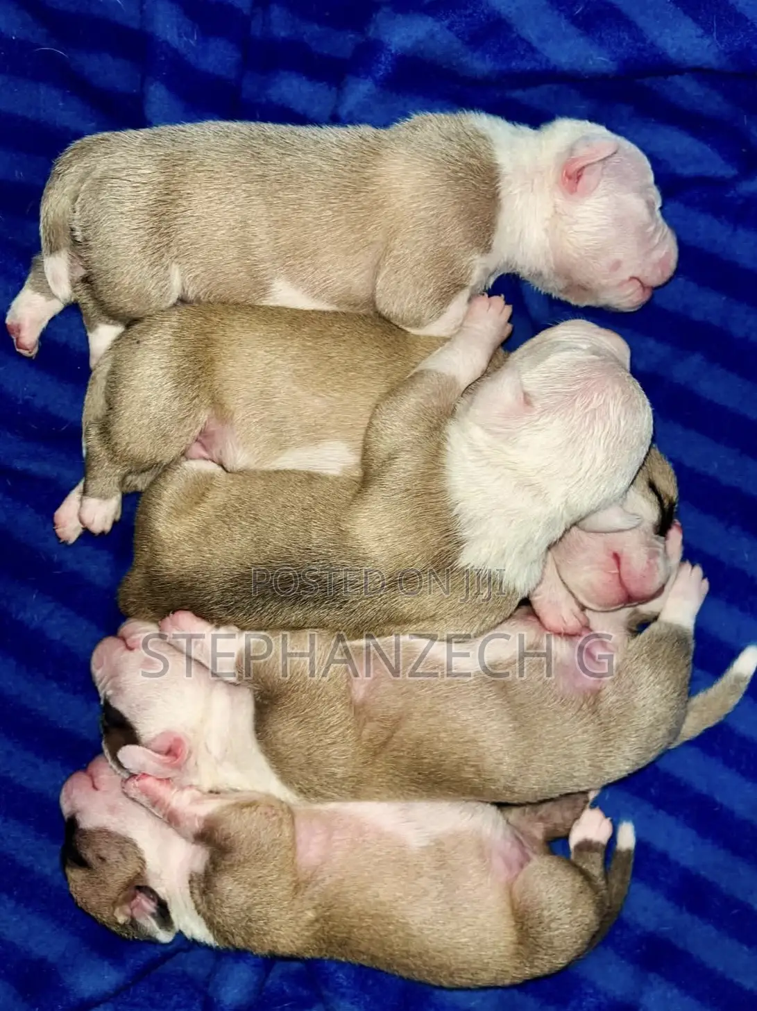 0-1 month Male Purebred American Bully