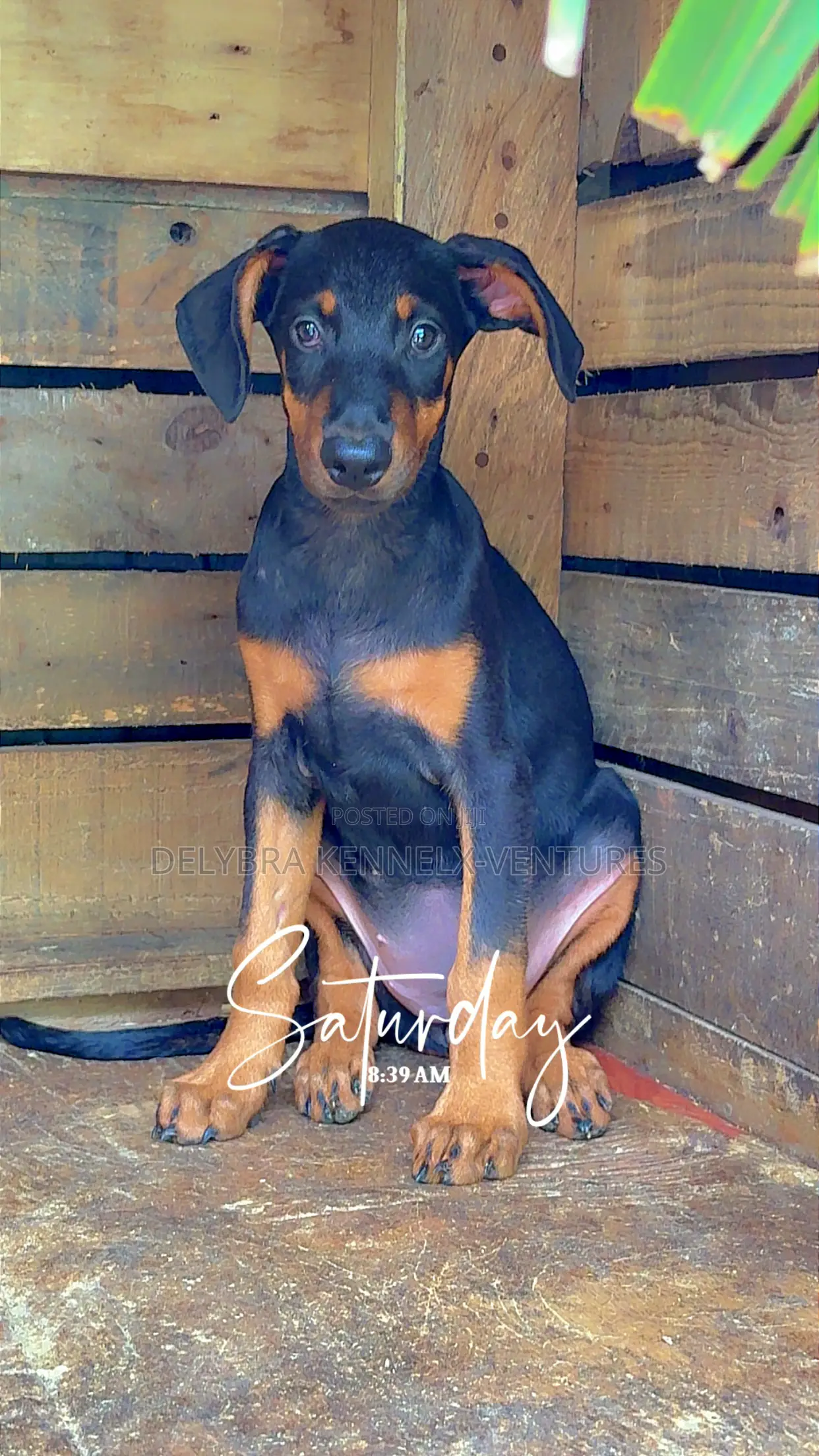 1-3 months Male Purebred Doberman Pinscher