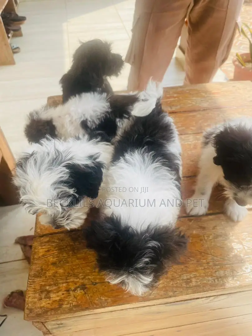 1-3 months Female Purebred Poodle