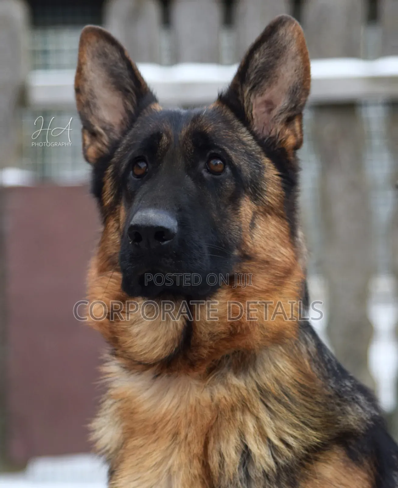 6-12 months Female Purebred German Shepherd