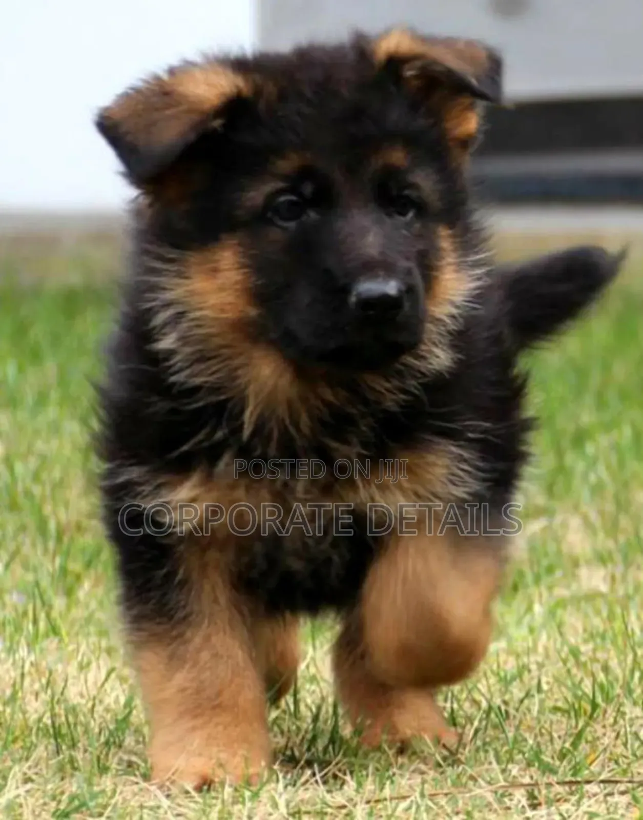 1-3 months Male Purebred German Shepherd