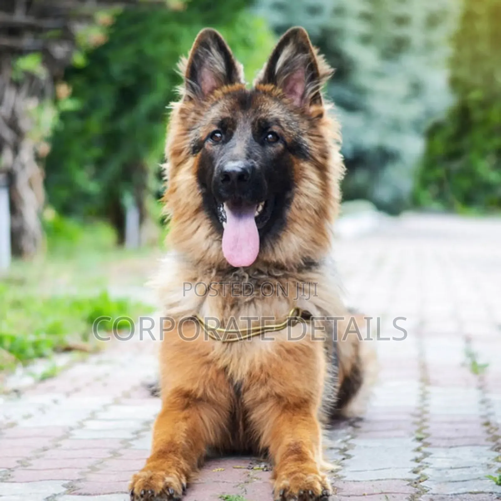 1+ year Male Purebred German Shepherd