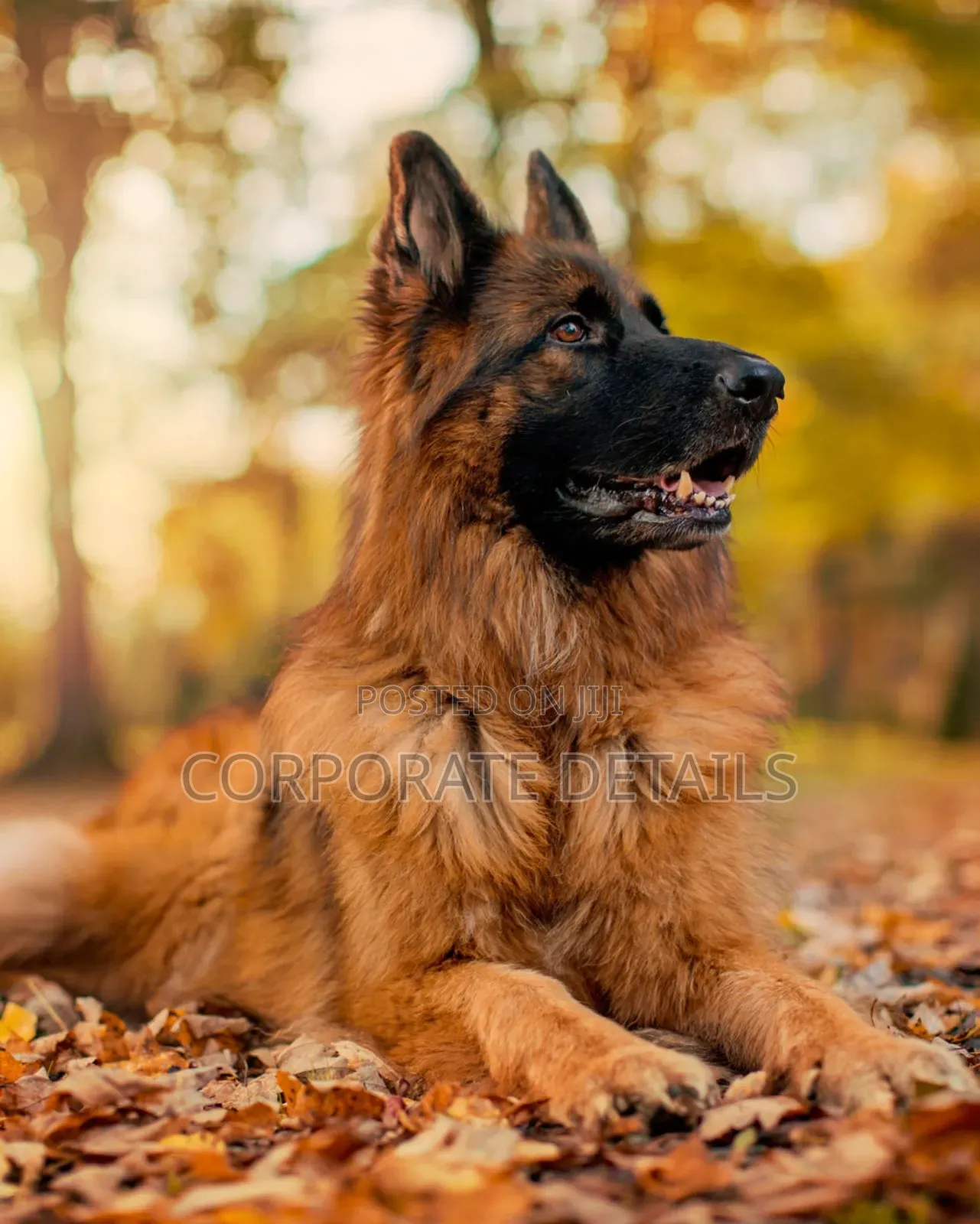 1+ year Male Purebred German Shepherd