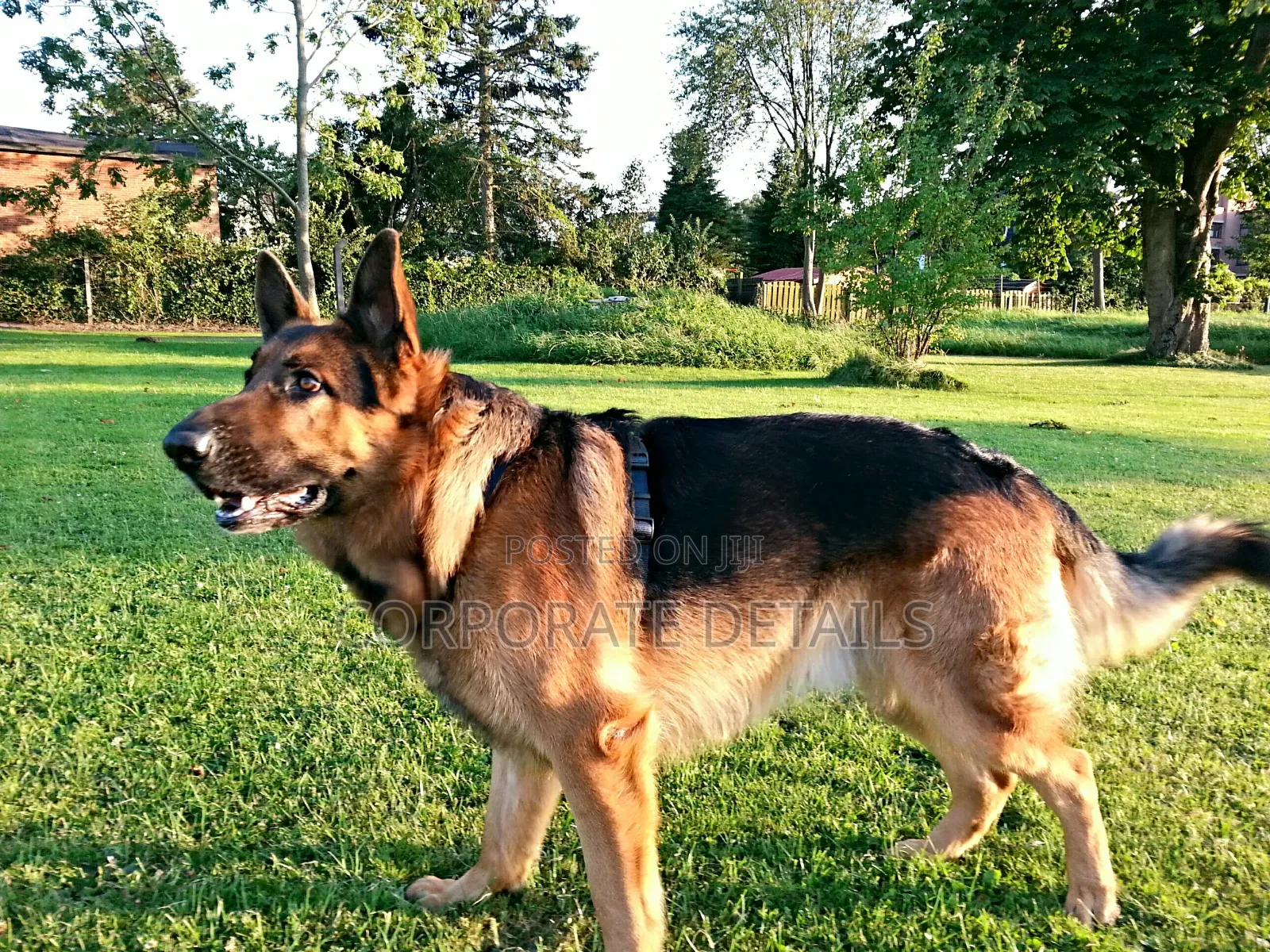 1+ year Male Purebred German Shepherd