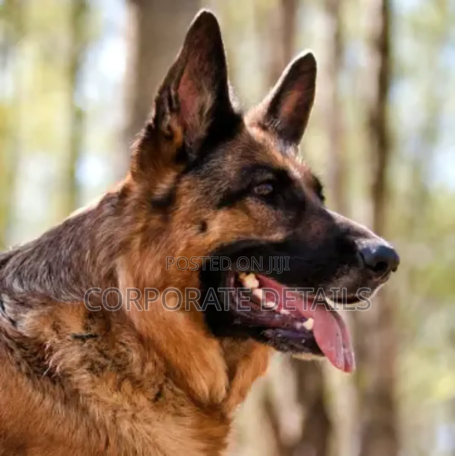 1+ year Male Purebred German Shepherd