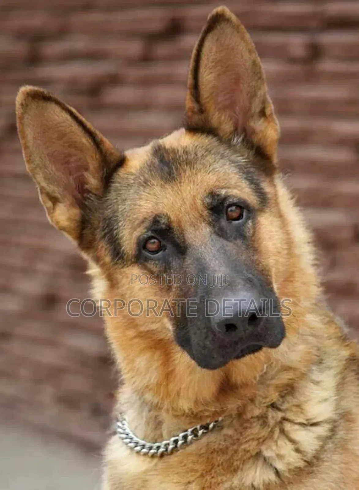 1+ year Male Purebred German Shepherd