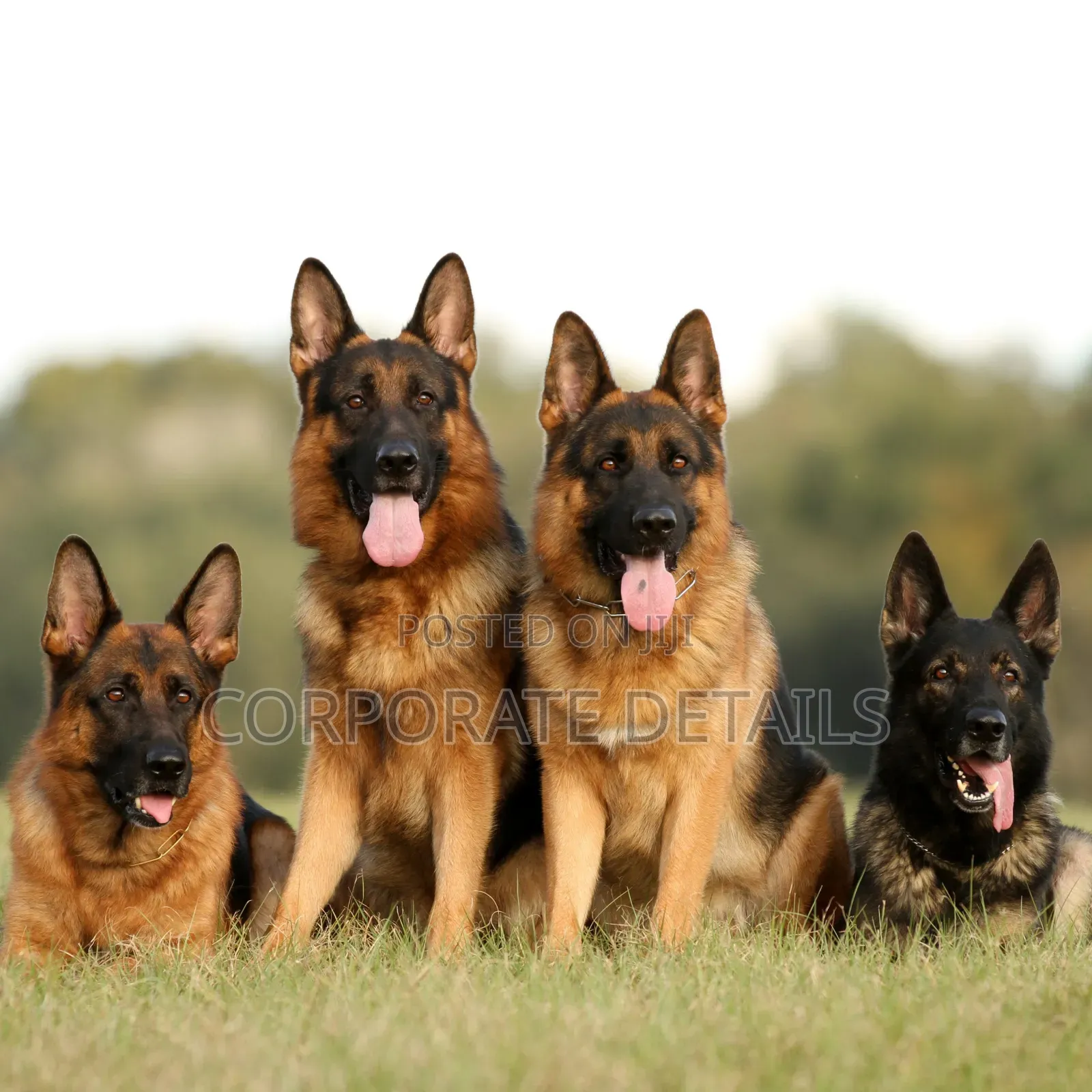 1+ year Male Purebred German Shepherd
