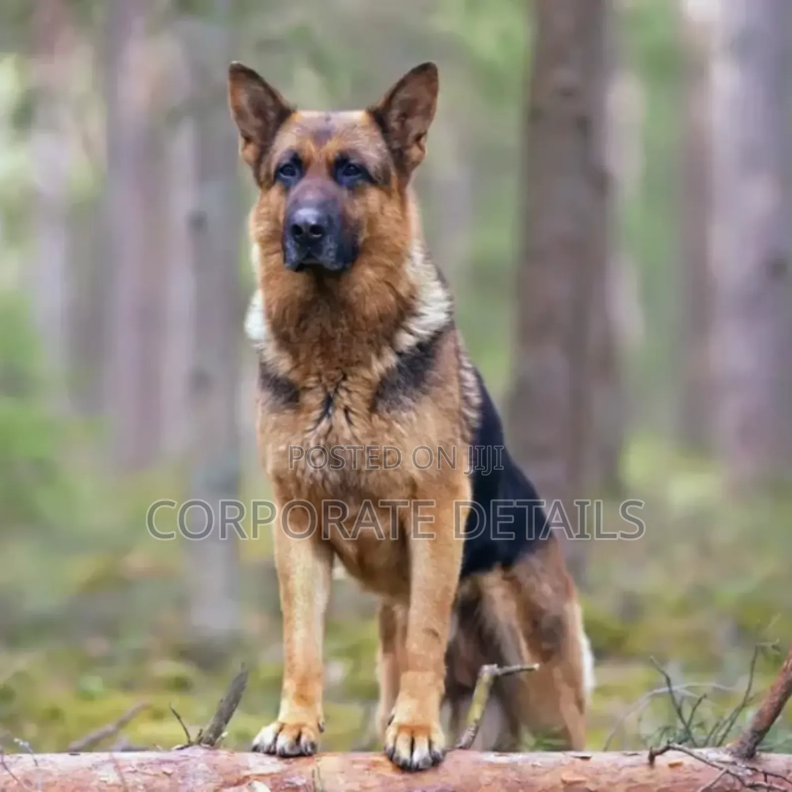 1+ year Male Purebred German Shepherd