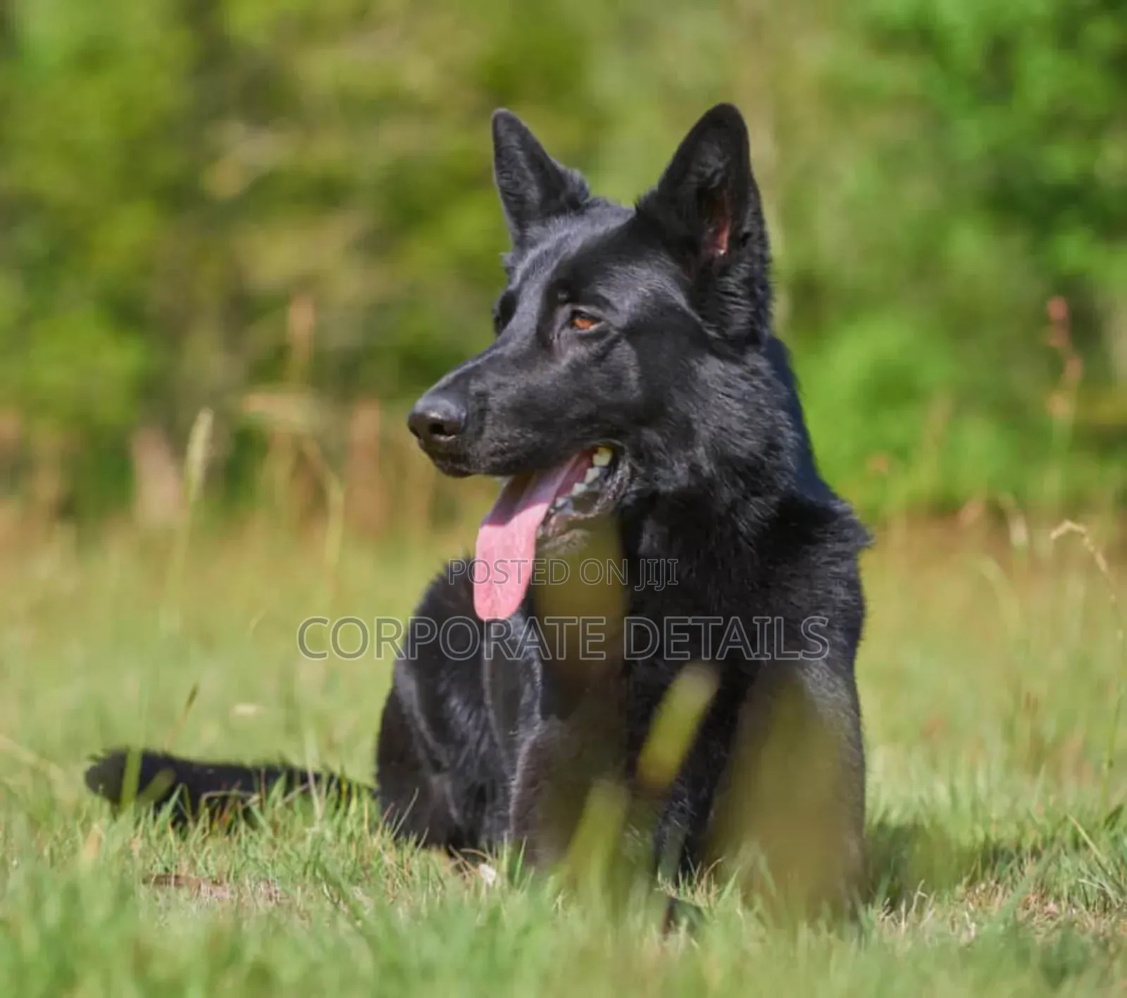 6-12 months Male Purebred German Shepherd