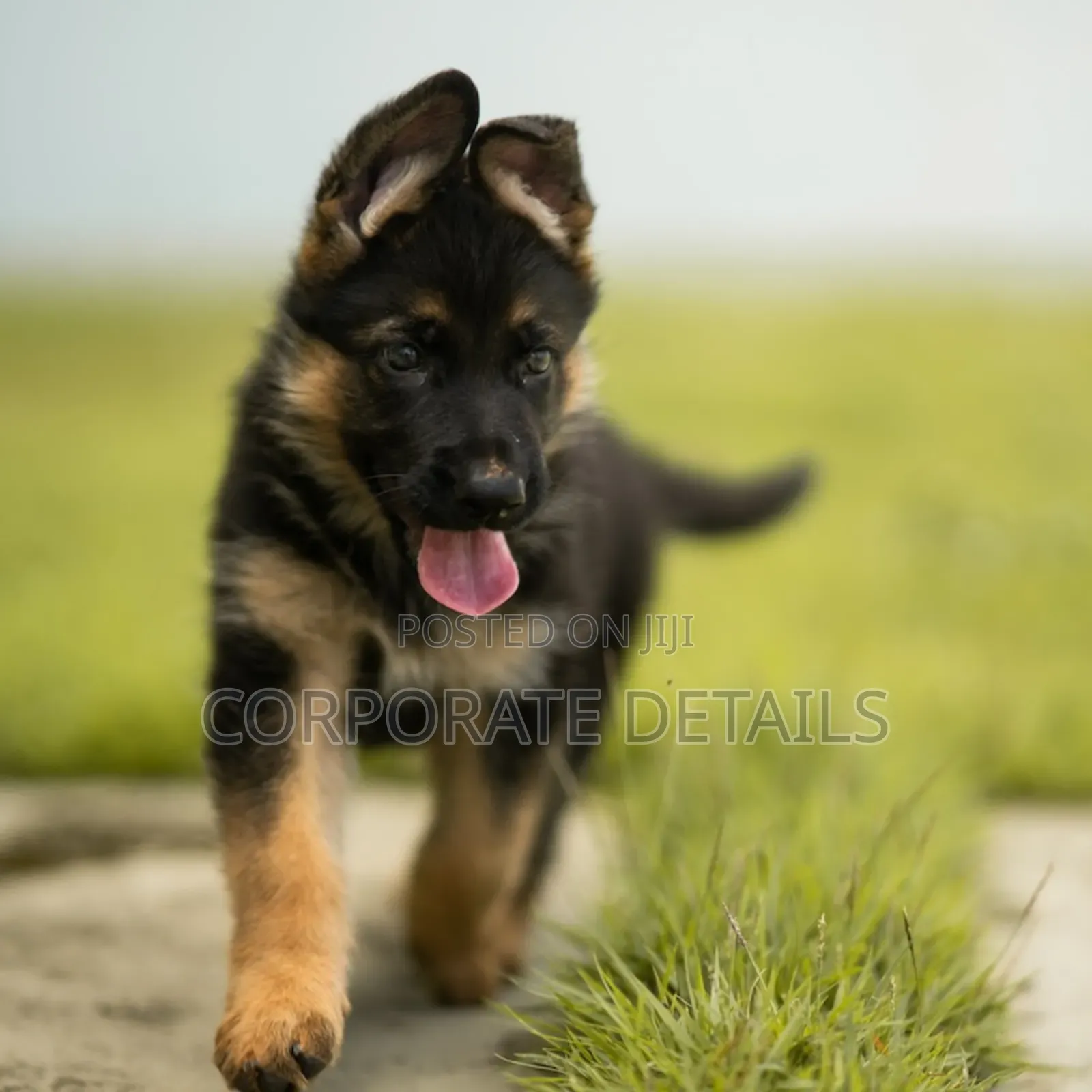 1-3 months Male Purebred German Shepherd