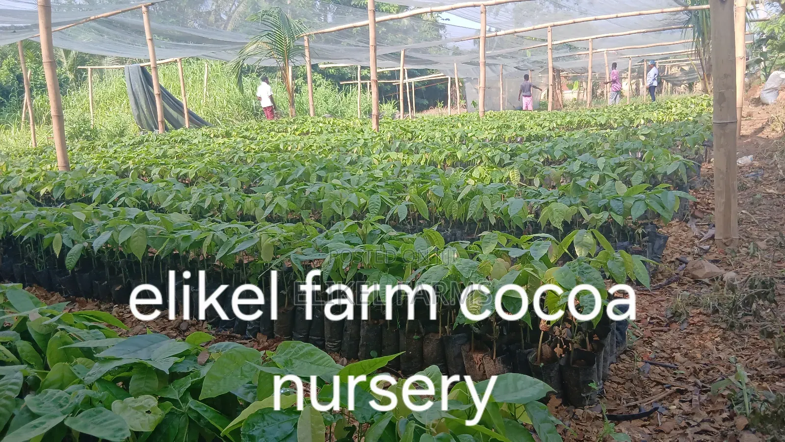 High Yielding Hybrid Cocoa Seedlings for Sale.Bulk Purchase Only