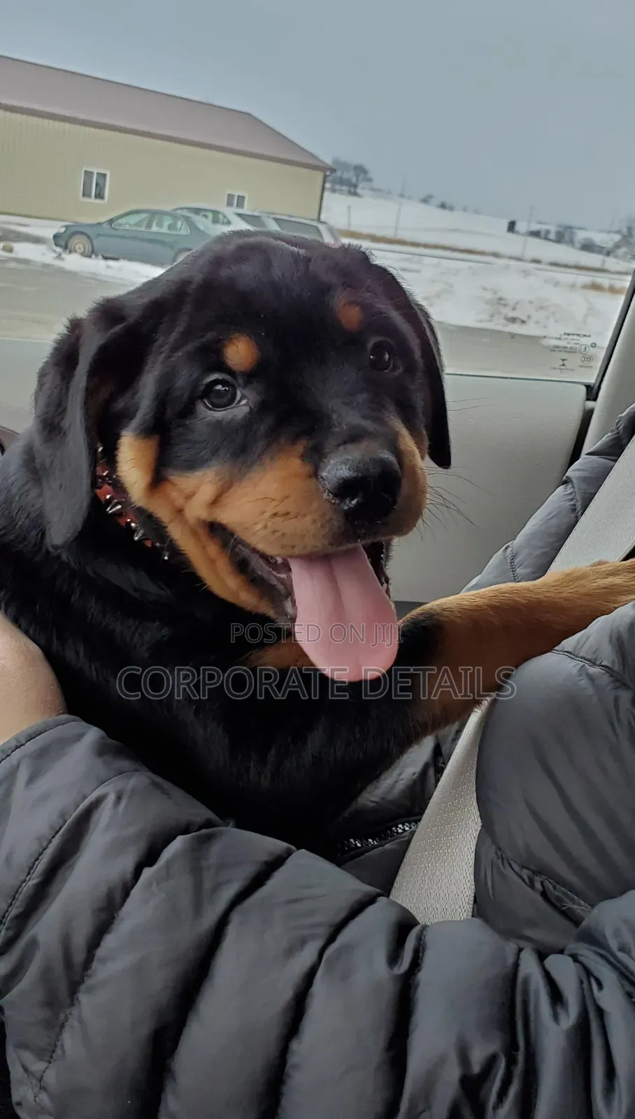 1+ year Male Purebred Rottweiler