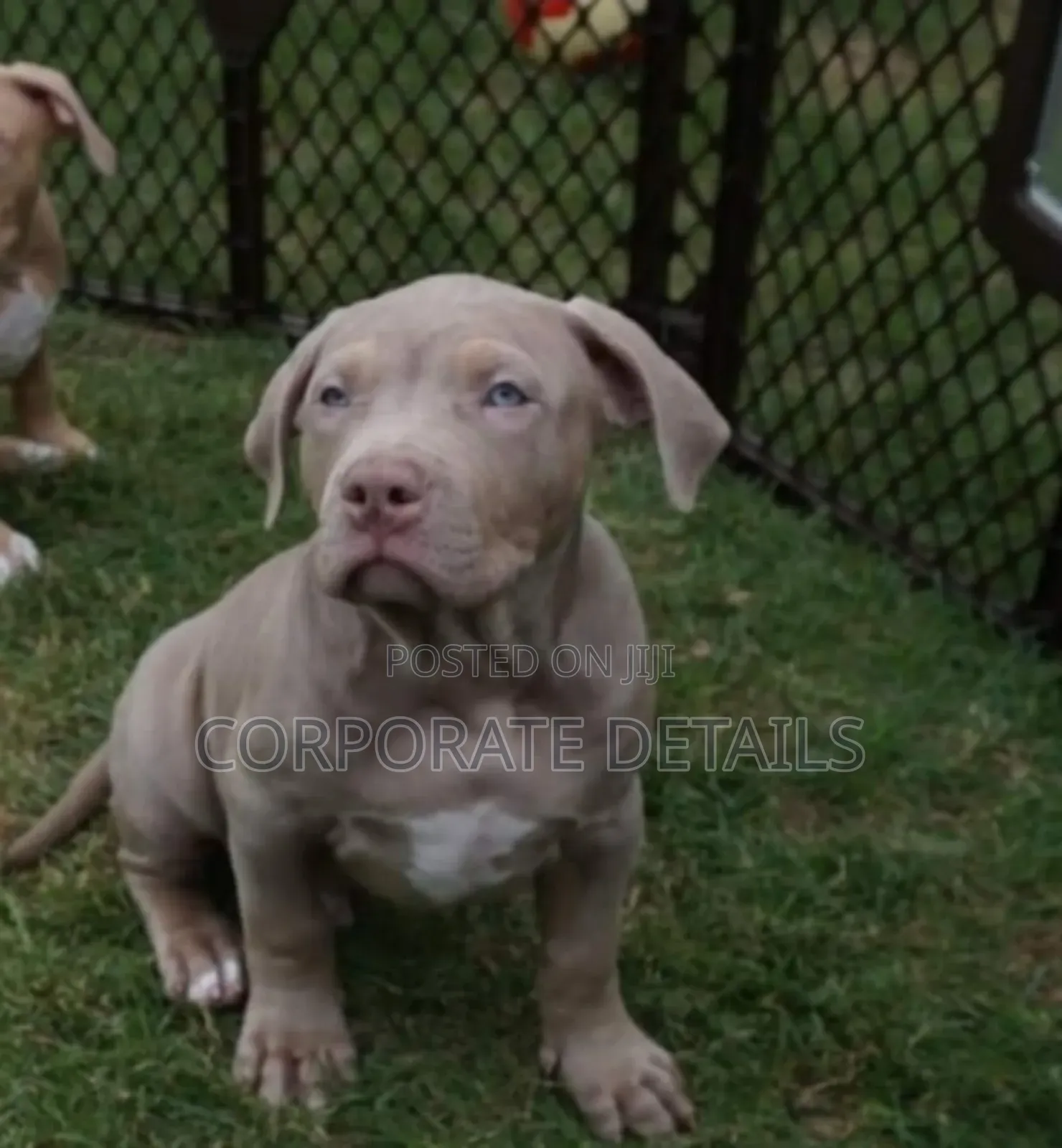 1-3 months Male Purebred American Pit Bull Terrier
