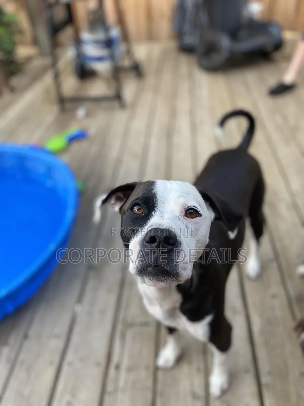 3-6 months Male Purebred American Pit Bull Terrier