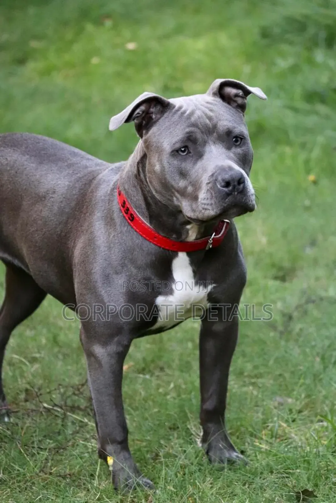 6-12 months Male Purebred American Pit Bull Terrier