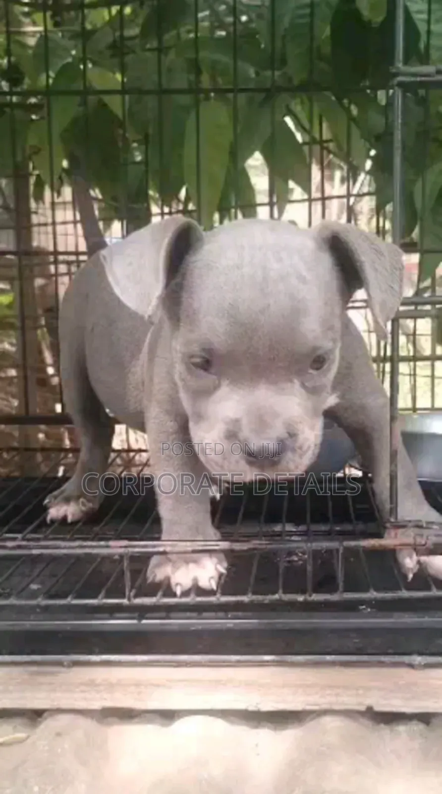 1-3 months Male Purebred American Pit Bull Terrier