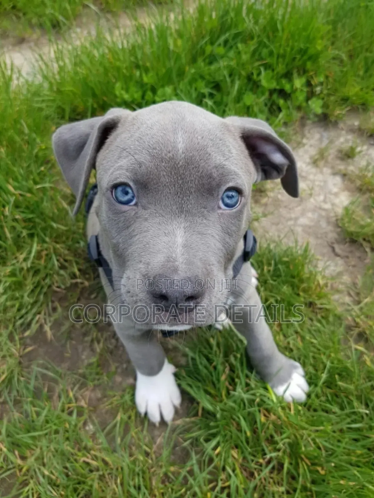 1-3 months Male Purebred American Pit Bull Terrier