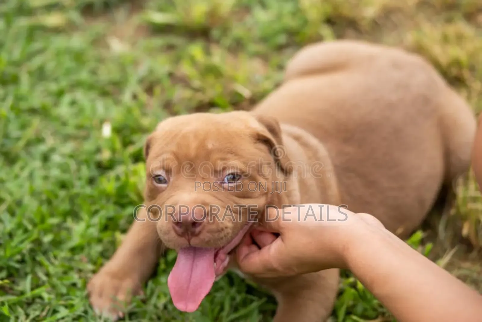 1-3 months Male Purebred American Pit Bull Terrier