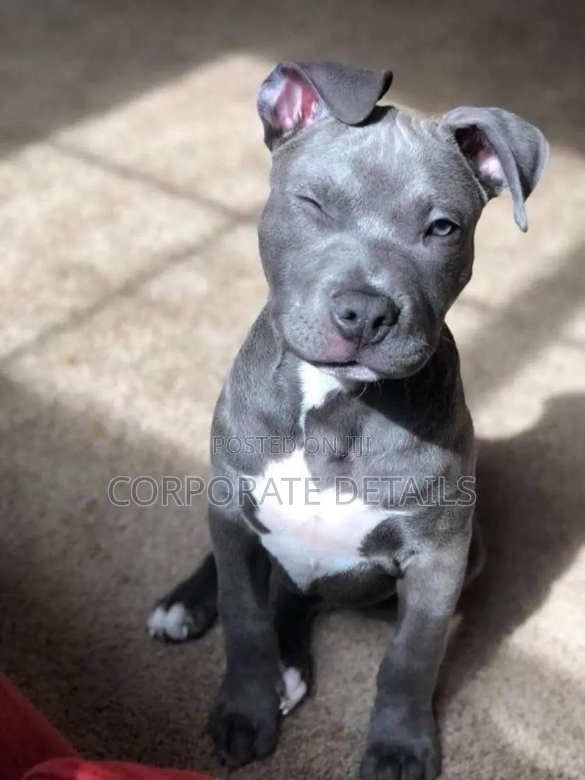 1-3 months Male Purebred American Pit Bull Terrier