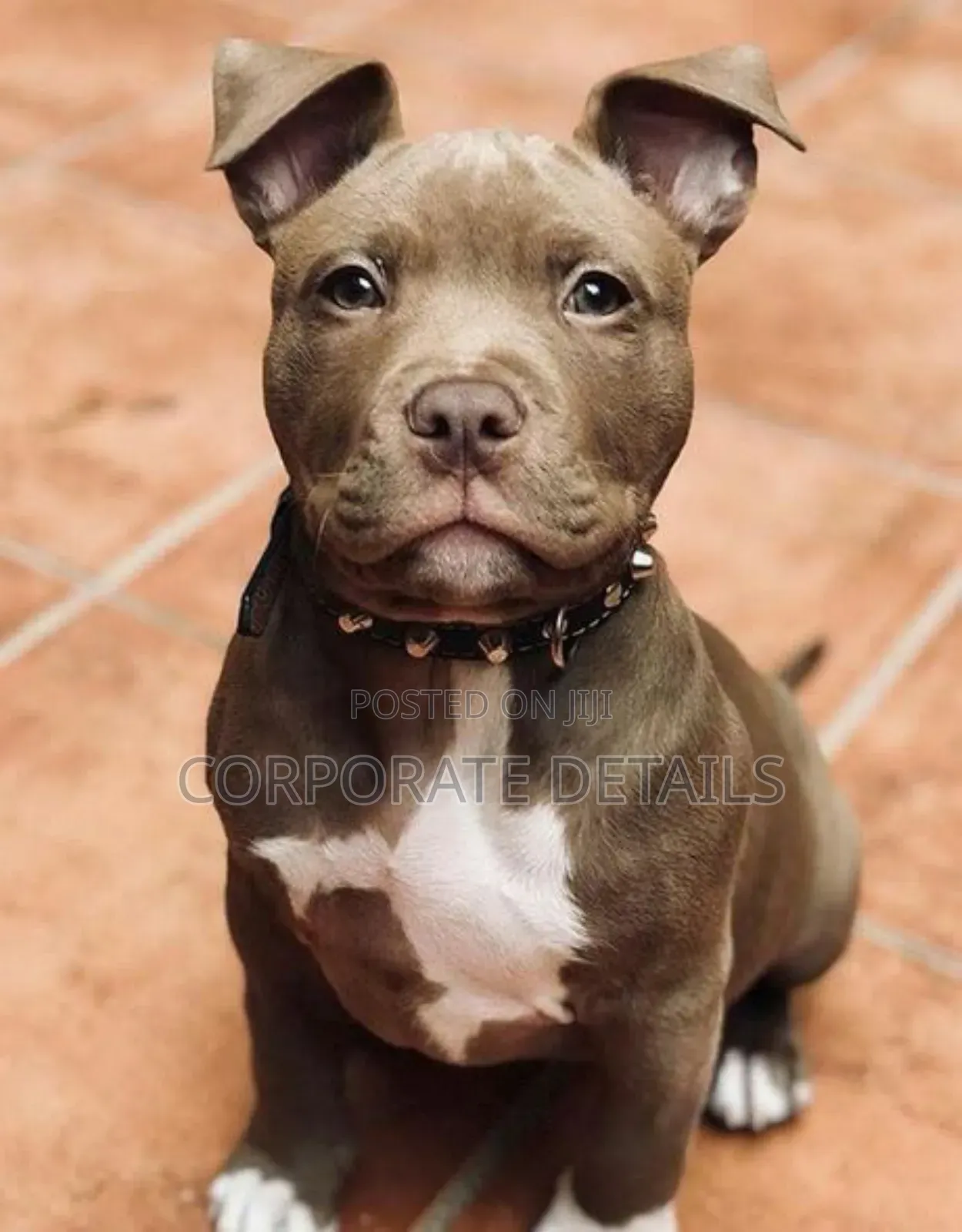 1+ year Male Purebred American Pit Bull Terrier