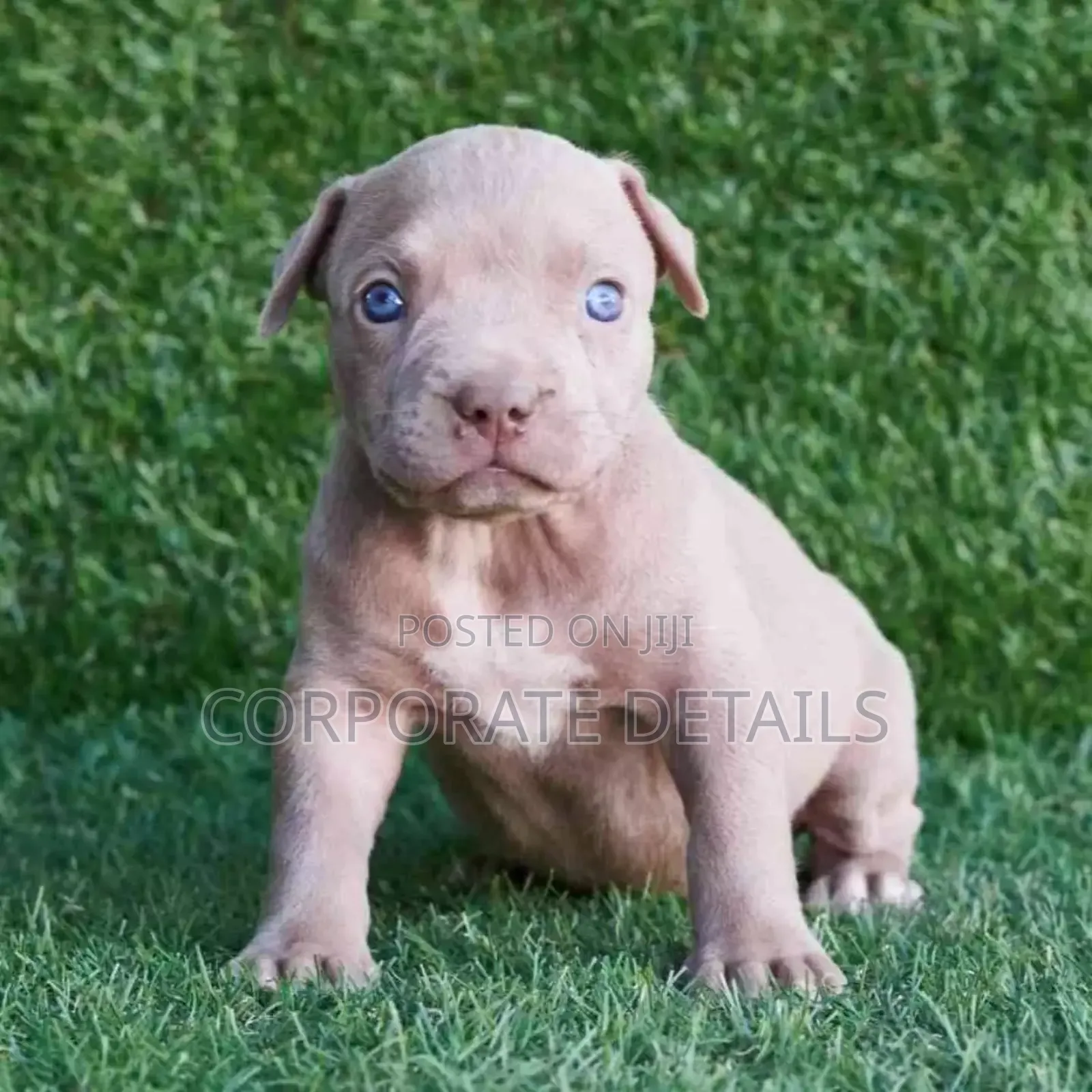 1-3 months Male Purebred American Pit Bull Terrier