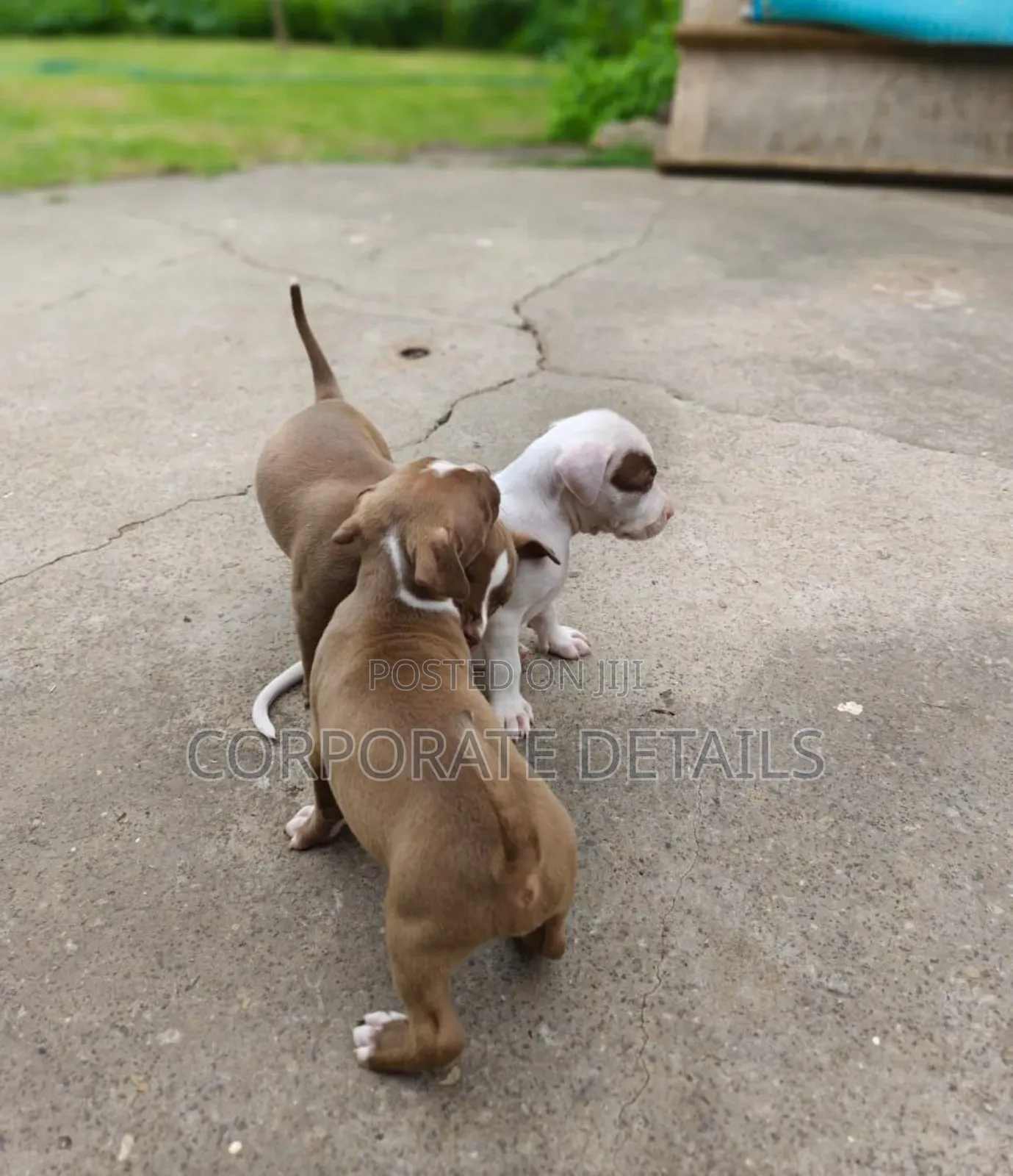1-3 months Male Purebred American Pit Bull Terrier