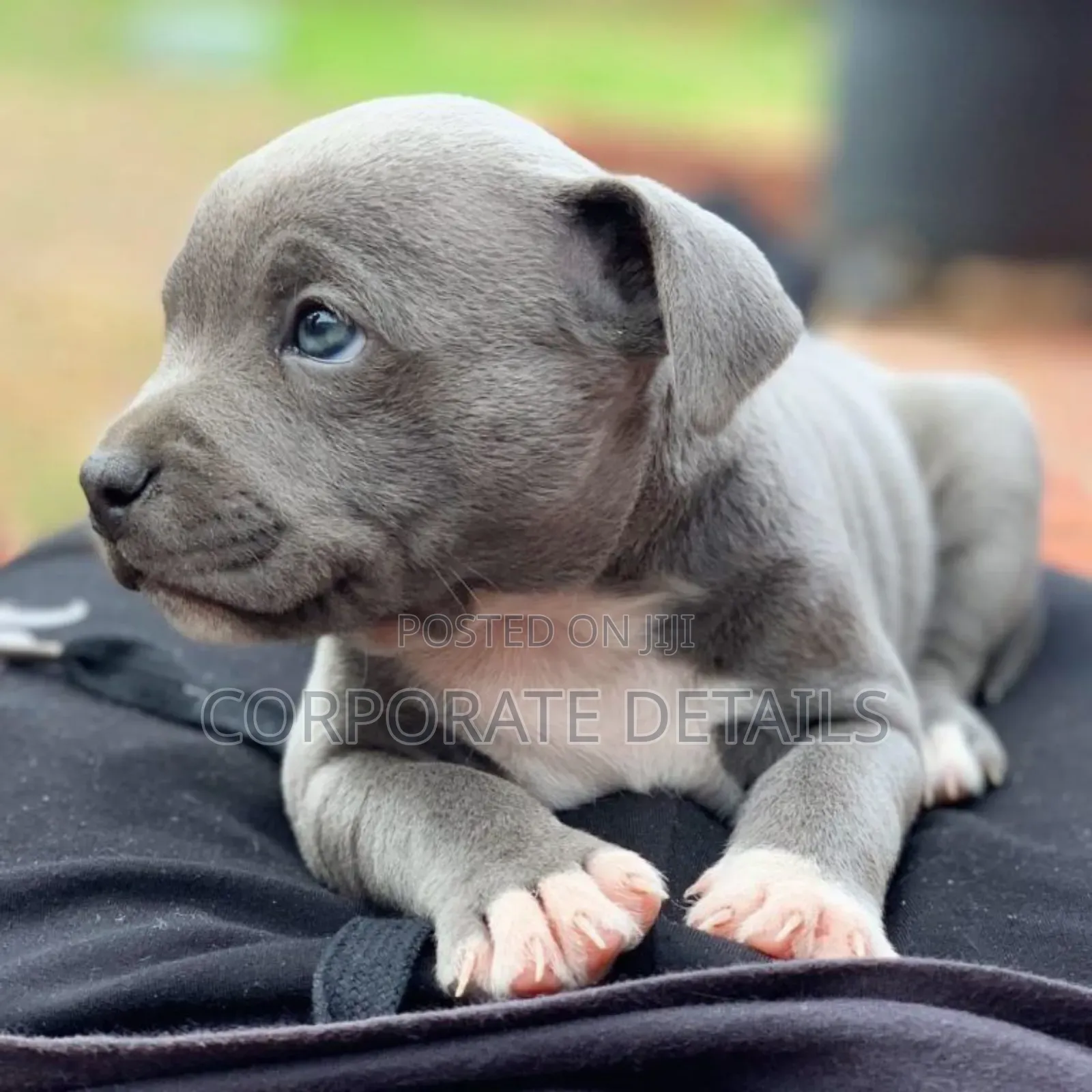 1-3 months Male Purebred American Pit Bull Terrier