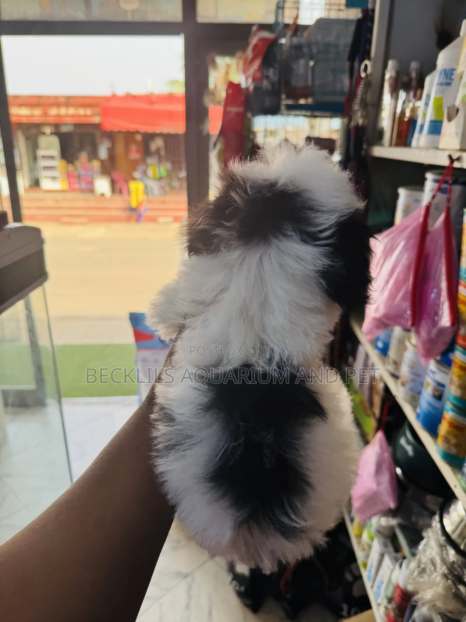 1-3 months Male Purebred Poodle