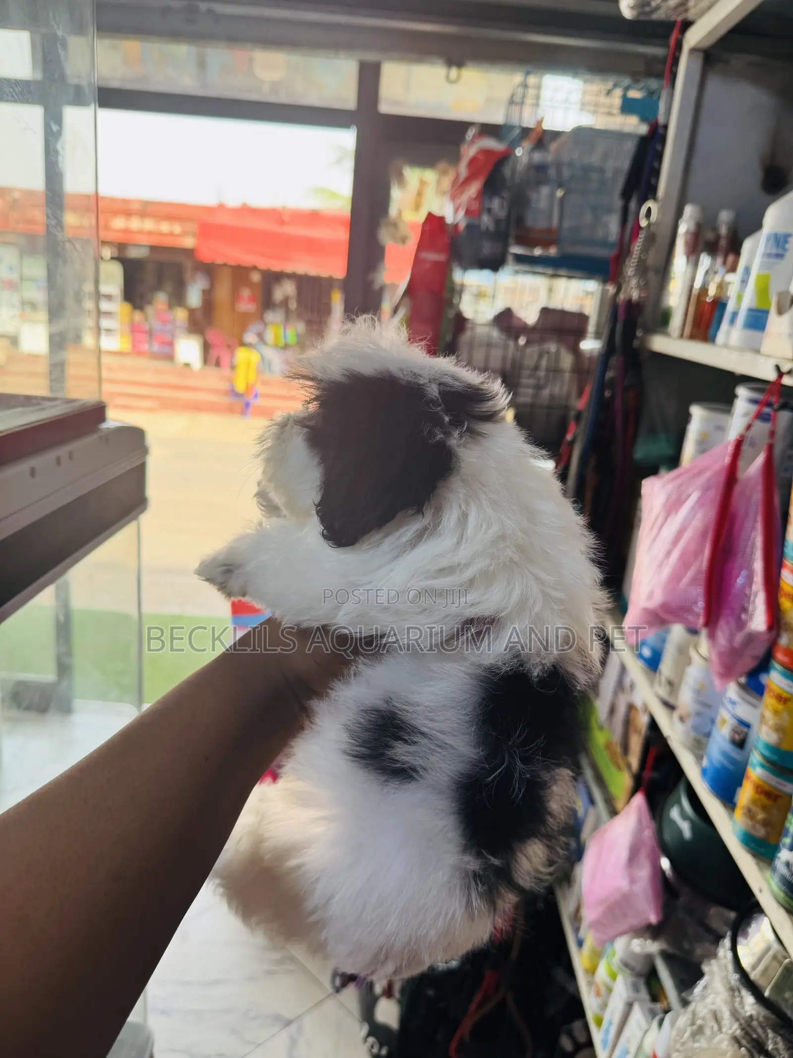 1-3 months Male Purebred Poodle