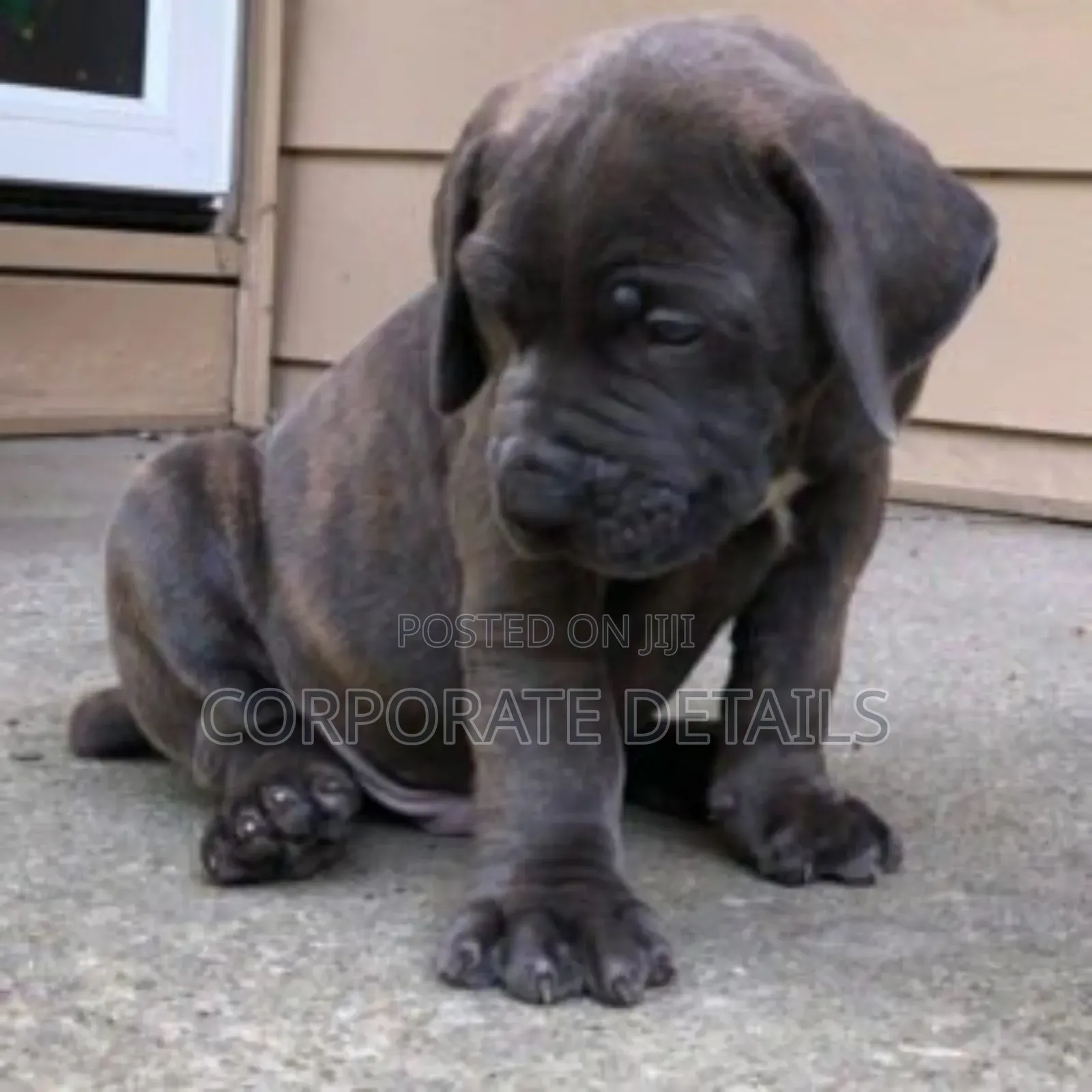 1-3 months Male Purebred Boerboel