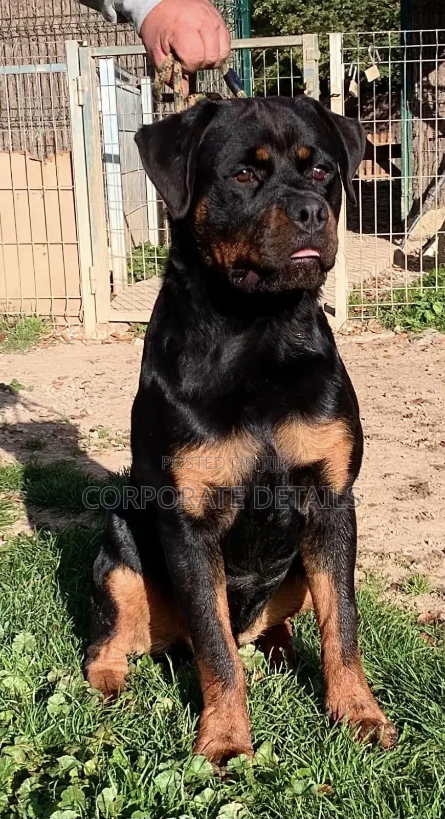 1+ year Male Purebred Rottweiler