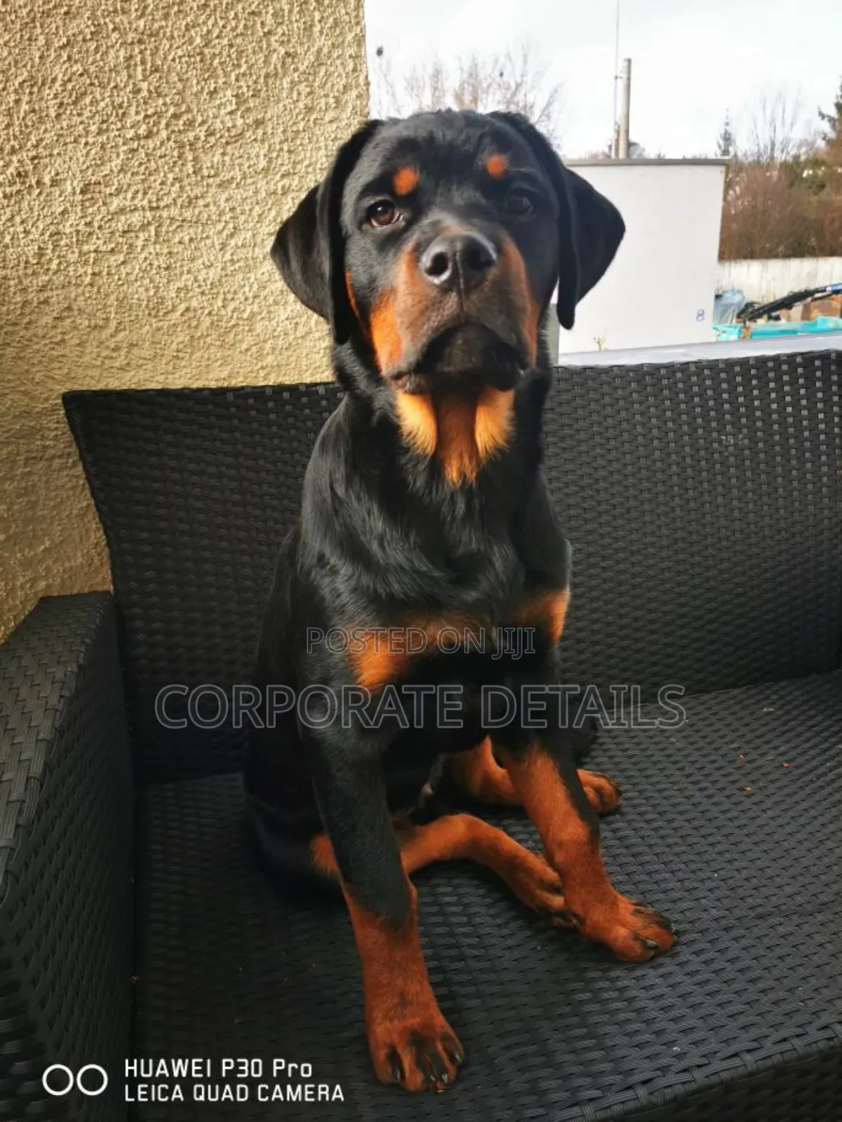 1+ year Male Purebred Rottweiler