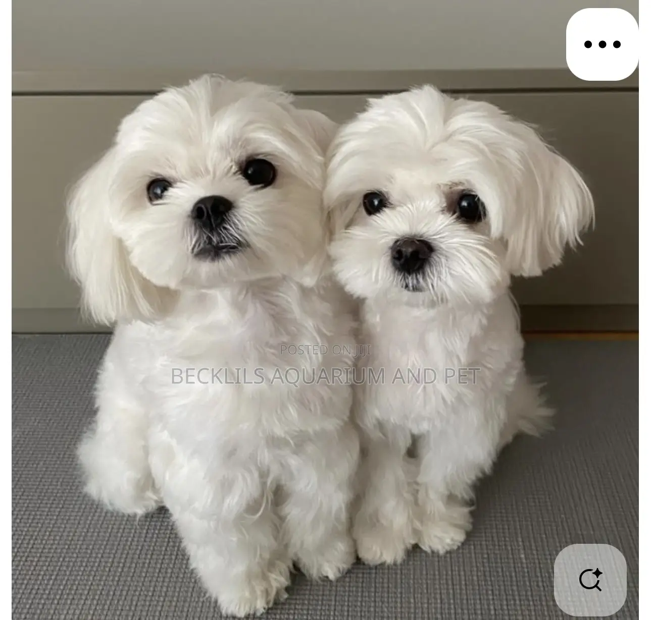 1-3 months Female Purebred Maltese