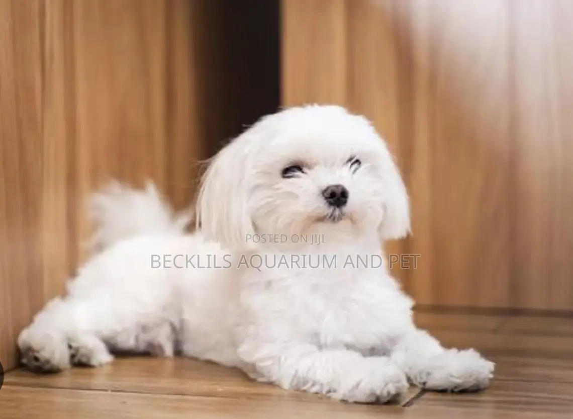 1-3 months Male Purebred Maltese
