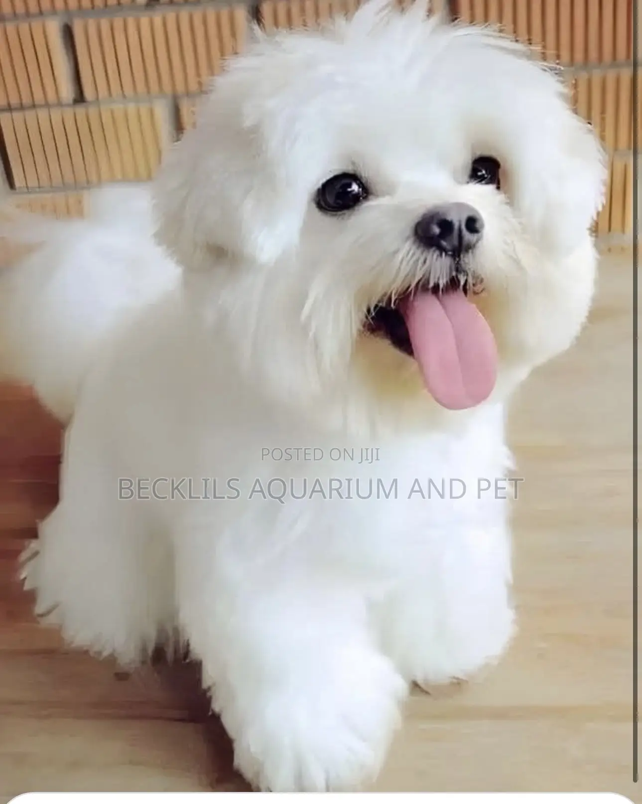 1-3 months Male Purebred Maltese