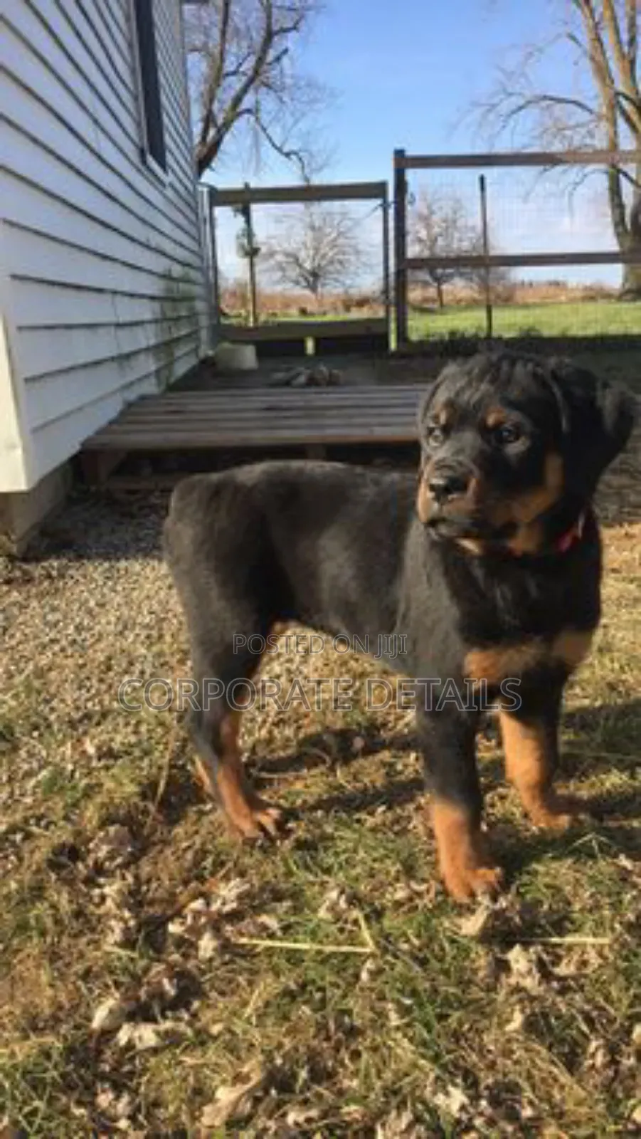 1-3 months Male Purebred Rottweiler