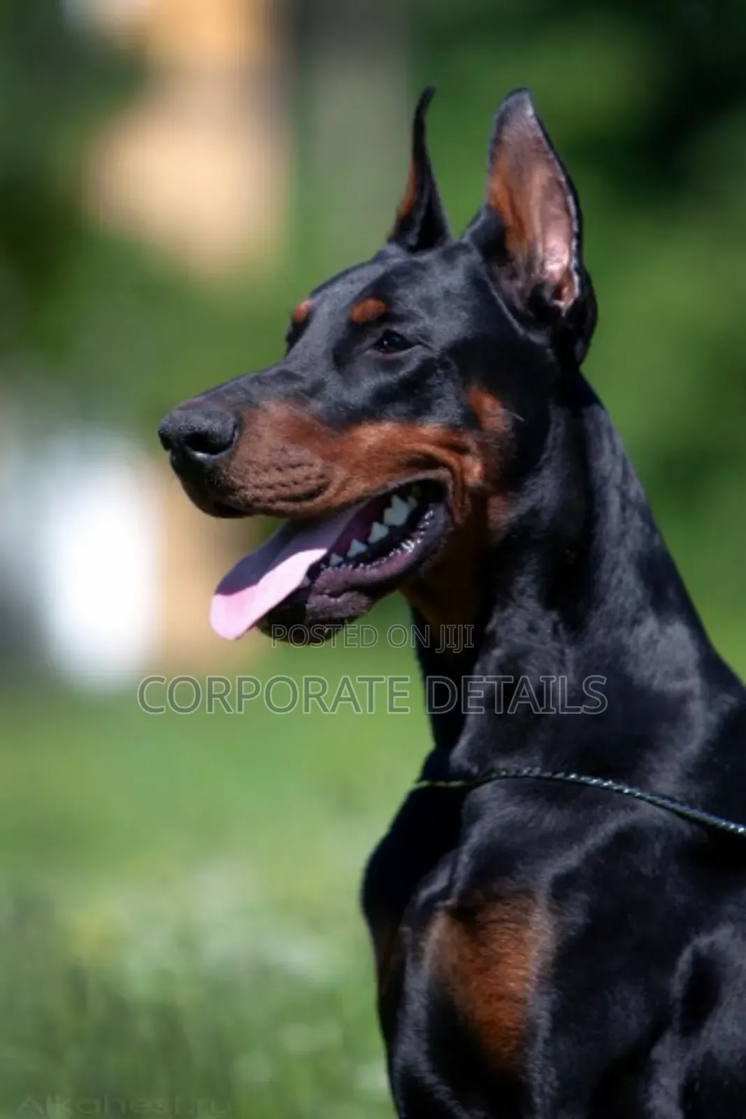 1+ year Male Purebred Doberman Pinscher